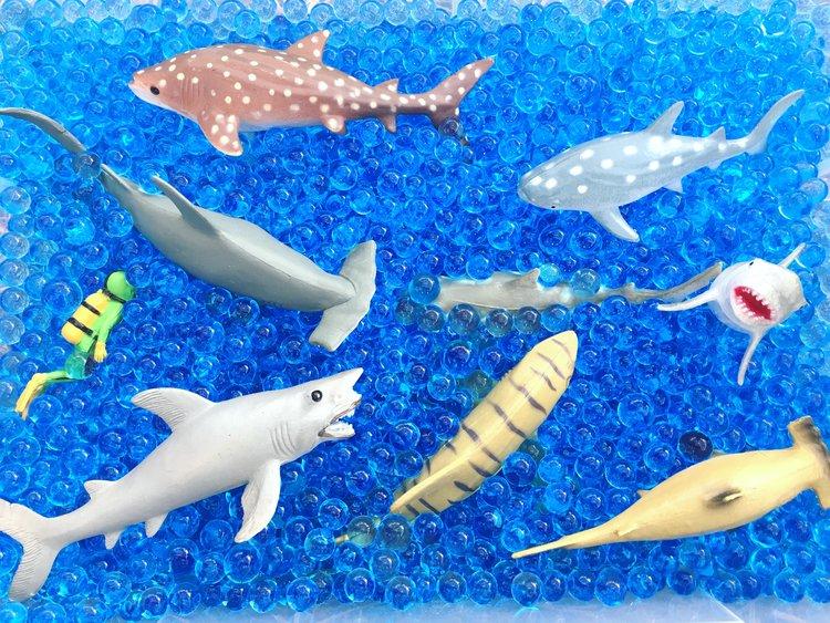 Shark Sensory Bin  Young + Wild and Friedman